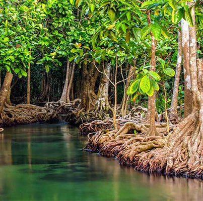 جنگل حرا؛ جایی که دریا ناپدید می شود و درختان زنده می مانند